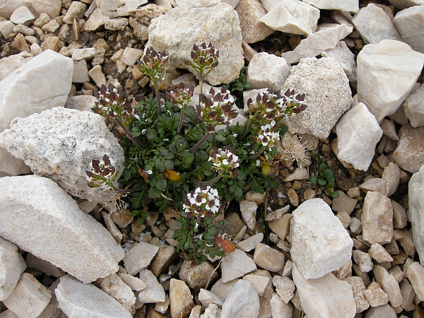 Hornungia alpina / Iberidella alpina